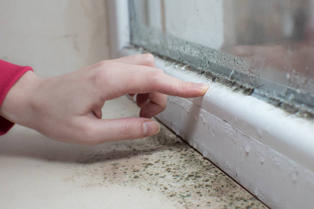 Best Water Damage & Mold Remediation  in Perry Park, CO